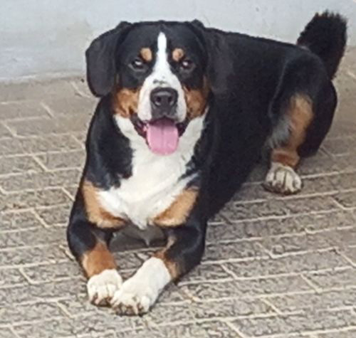 Entlebucher Sennenhund vom Zwergenstübchen