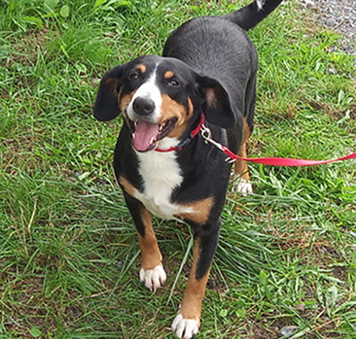 Entlebucher Sennenhund im Freien