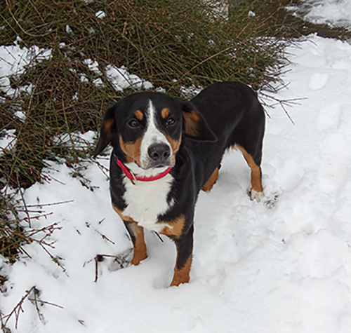 Entlebucher Sennenhund vom Zwergenstübchen