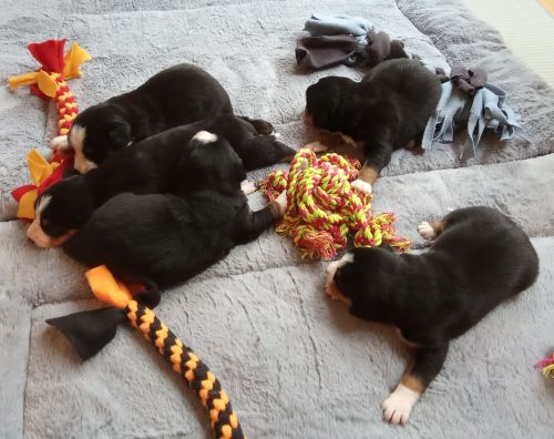 Entlebucher Sennenhund vom Zwergenstübchen