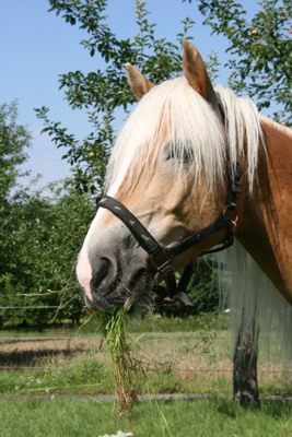 Ponyreiten und Ferienangebote auf dem Reithof Schuster